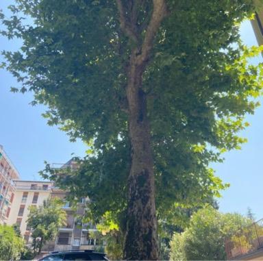 Quarcino Como